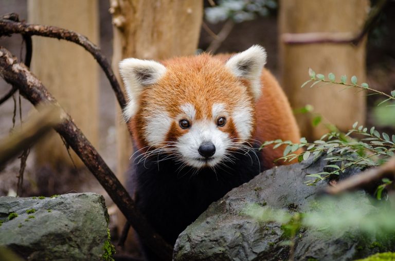 Disparition d’un panda roux après la tempête Ciaran : une issue heureuse dans le Morbihan